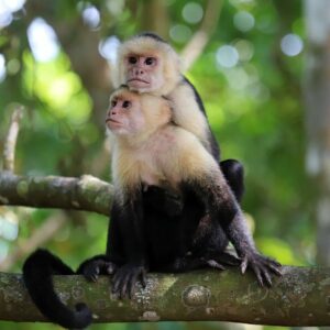 capuchin monkey 01