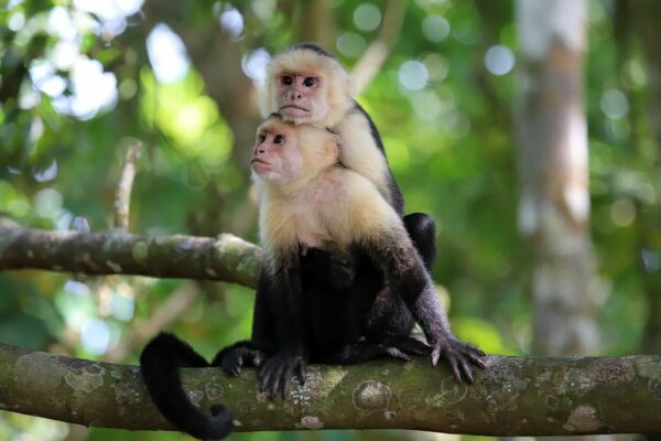 capuchin monkey 01