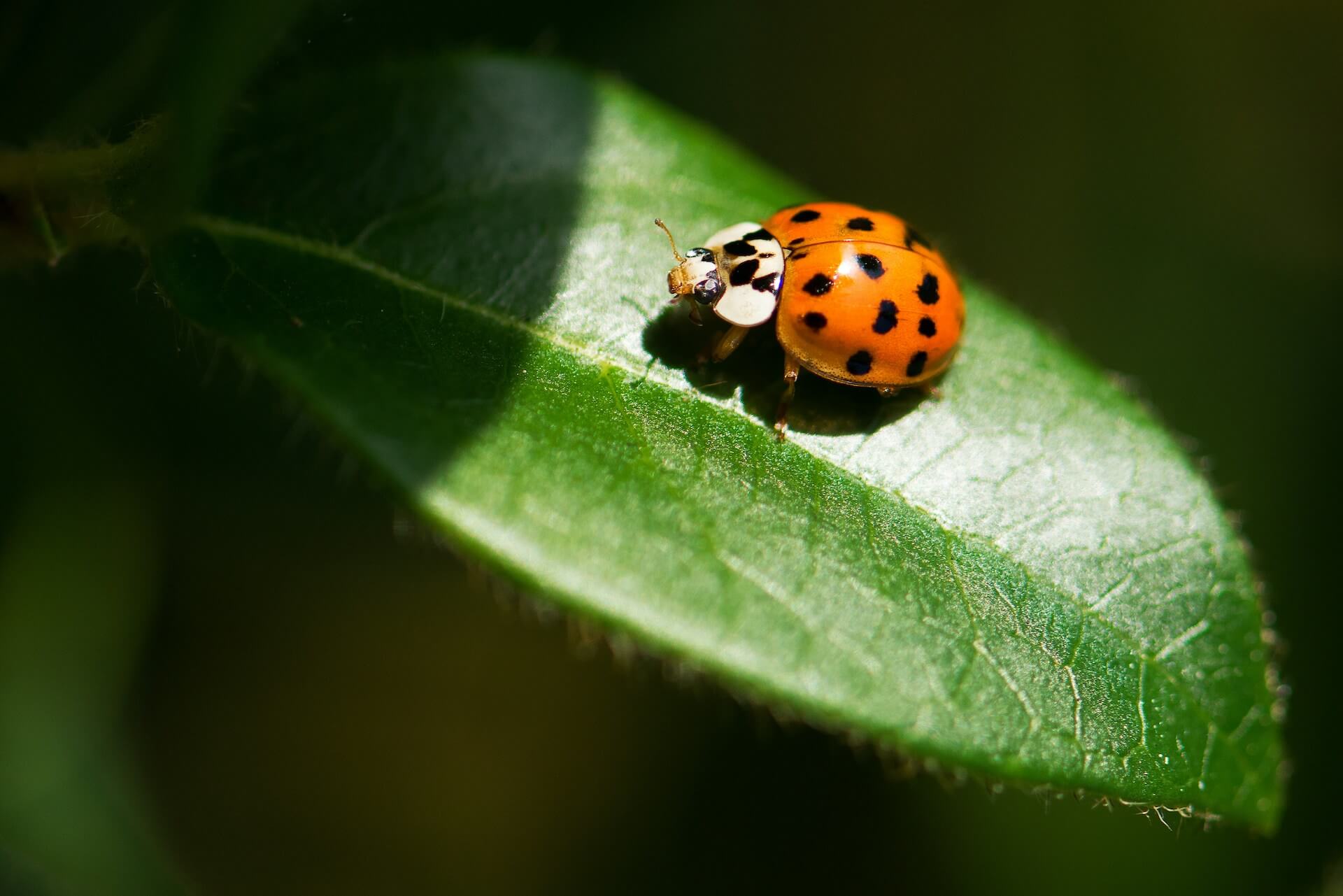 lady bug 01 tiny